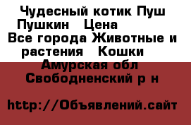 Чудесный котик Пуш-Пушкин › Цена ­ 1 200 - Все города Животные и растения » Кошки   . Амурская обл.,Свободненский р-н